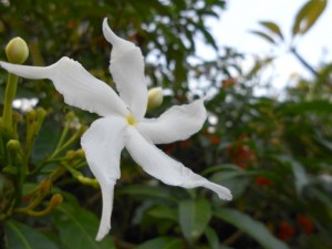 fleur blanche etoile